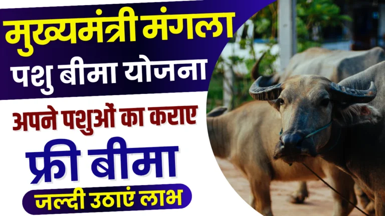 Mukhyamantri Mangla Pashu Bima Yojana 2025 : मुख्यमंत्री मंगला पशु बीमा योजना, कैसे करें आवेदन?